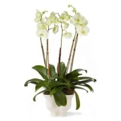 Home Products Shop -Home Products Shop Corvo Cachepot 2