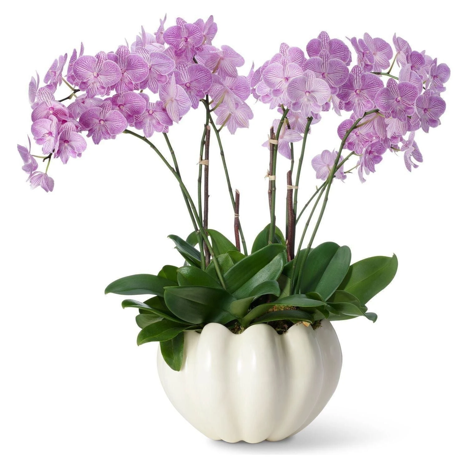 Mirabelle Cachepot 5 Mirabelle Cachepot - Image 3