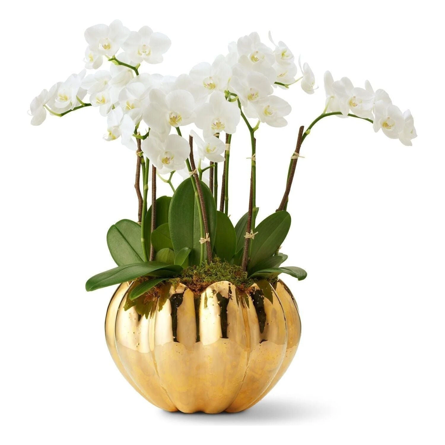 Mirabelle Cachepot 8 Mirabelle Cachepot - Image 6