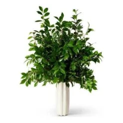 Mirabelle Tall Vase -Home Products Shop Mirabelle Tall Vase 5